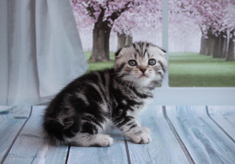 Британец кот вислоухий мраморный