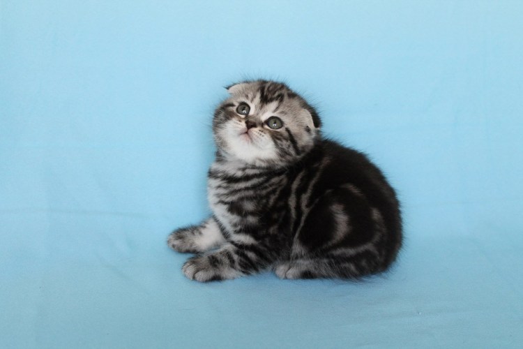 Шотландские вислоухие котята мраморные