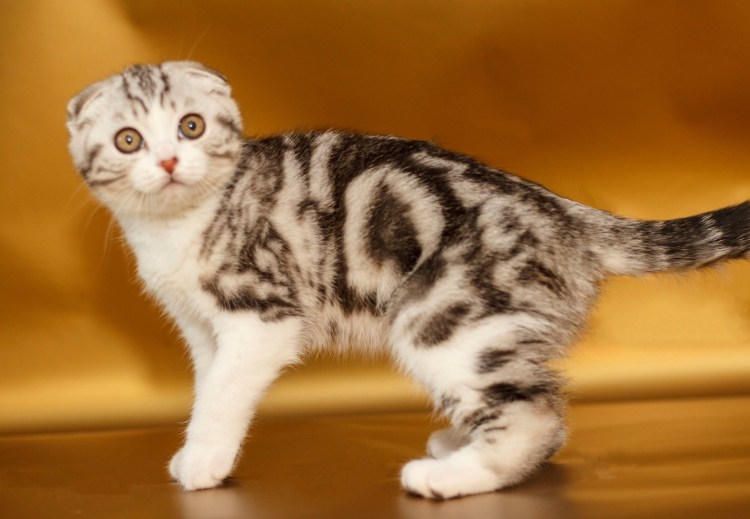 Вислоухая кошка Шотландская мраморная подросток