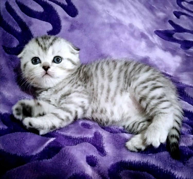 Шотландский вислоухий котенок серый