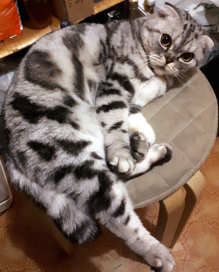 Шотландская вислоухая кошка страйт