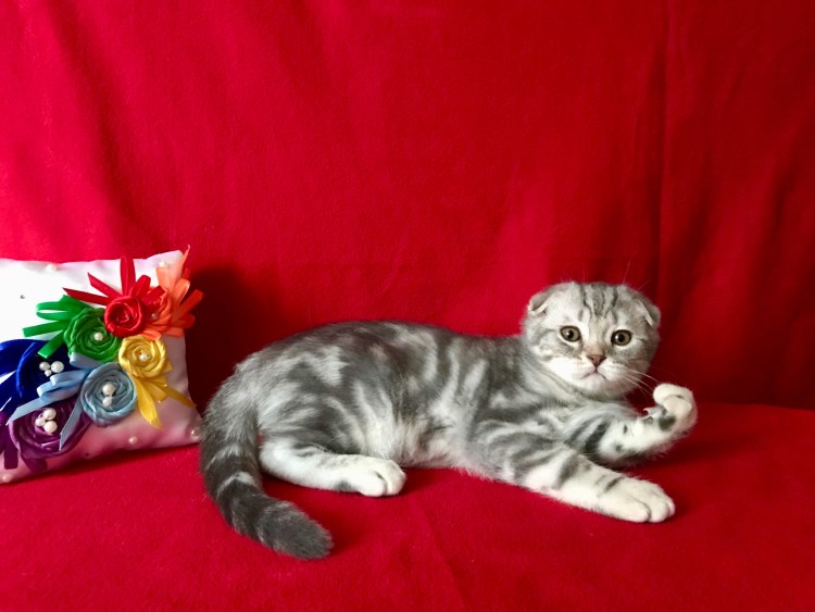 Мраморные вислоухие котята