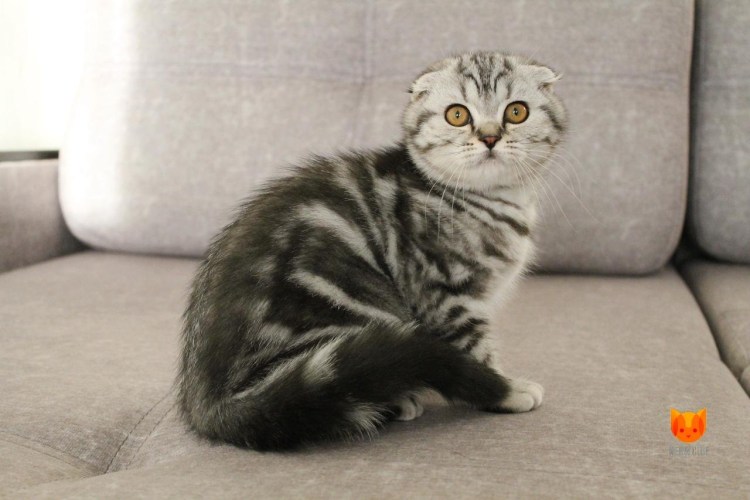 Шотландские вислоухие коты мраморные