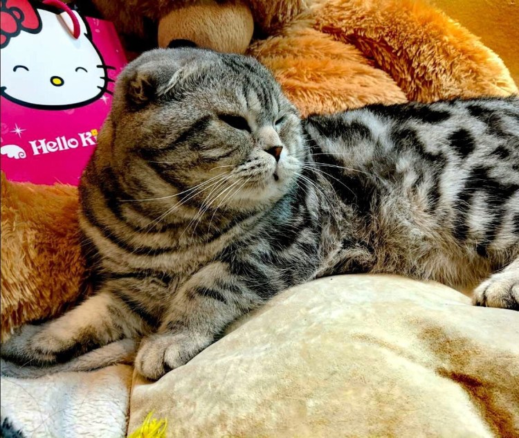 Вислоухая шоколадная мраморная