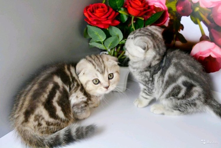Шотландский скоттиш фолд мраморный котенок