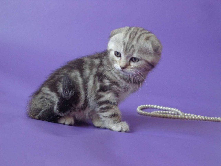 Котята скоттиш фолд мраморные