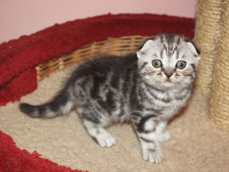 Шотландские вислоухие котята мраморные