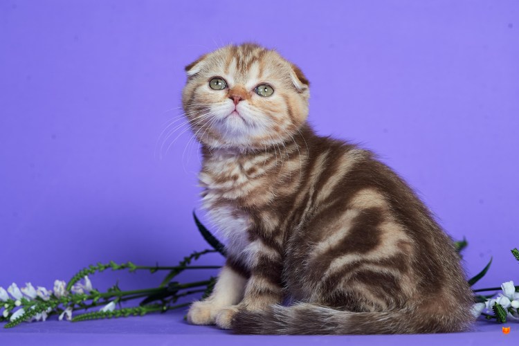 Вислоухий шотландец мраморный