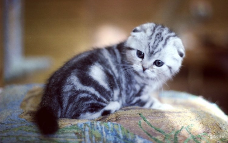 Шотландская вислоухая кошка цвет мрамор