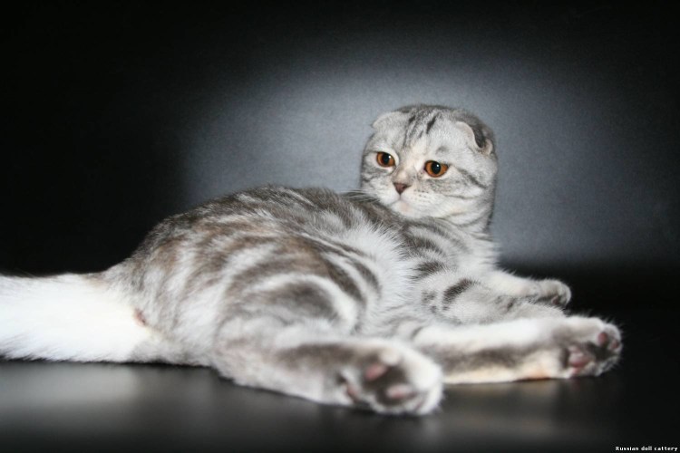 Кот шотландец крупный