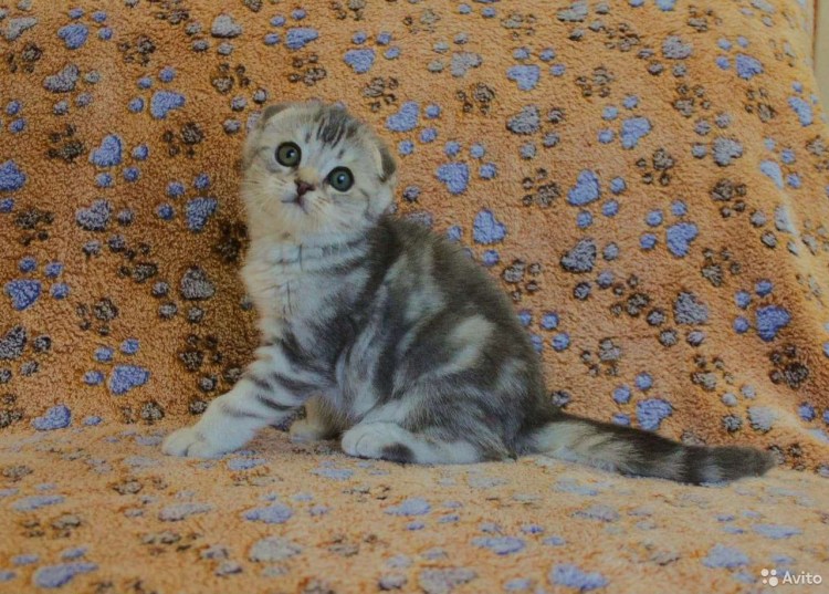 Шотландские вислоухие коты бенгальского окраса