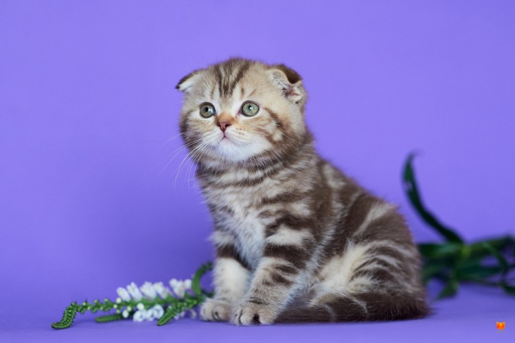 Скоттиш-фолд Шотландская прямоухая кошка