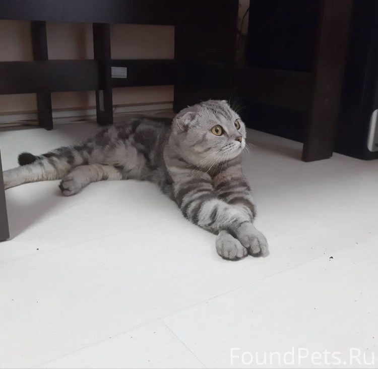 Вислоухие коты в соль Илецке