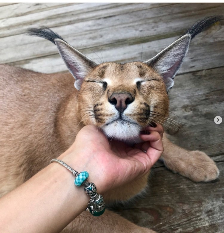 Кошка с кисточками на ушах порода каракал