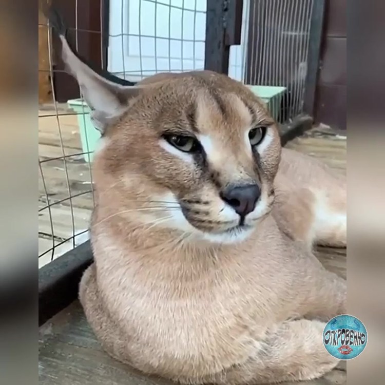 Домашняя Рысь каракал