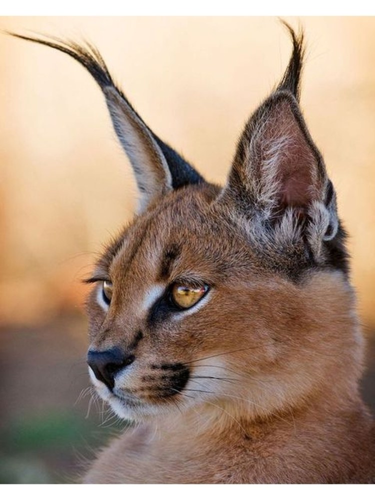 Каракал дома ржачный пьет и ТВ смотрит