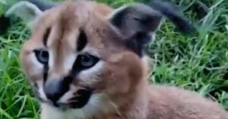 Каракал Шлепа