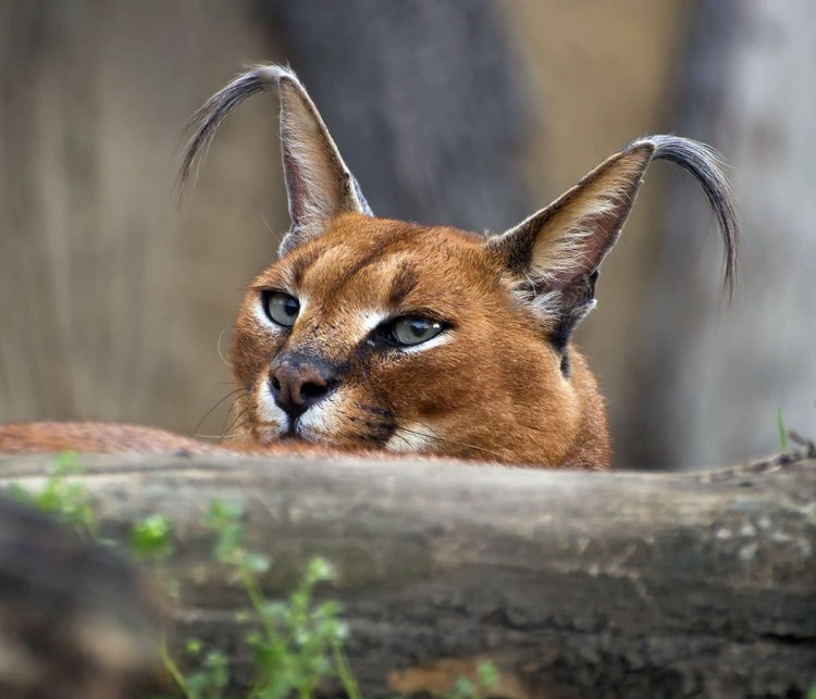 Каракал и каракет
