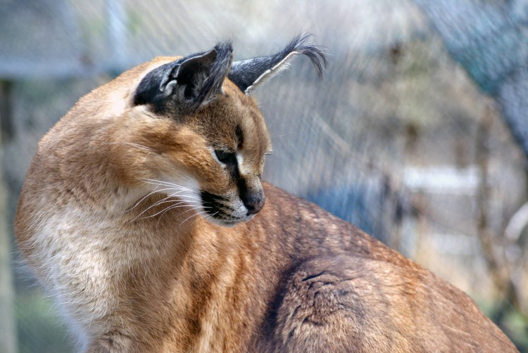 Каракал камышовый