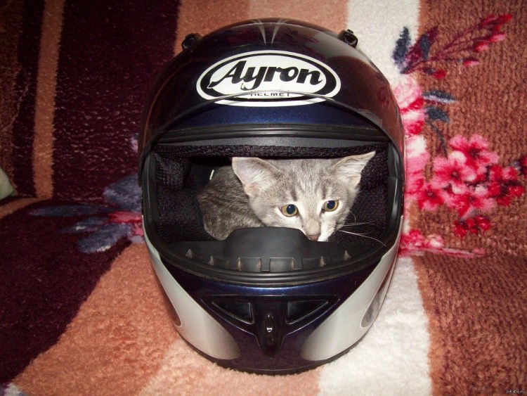 Кот в мотошлеме