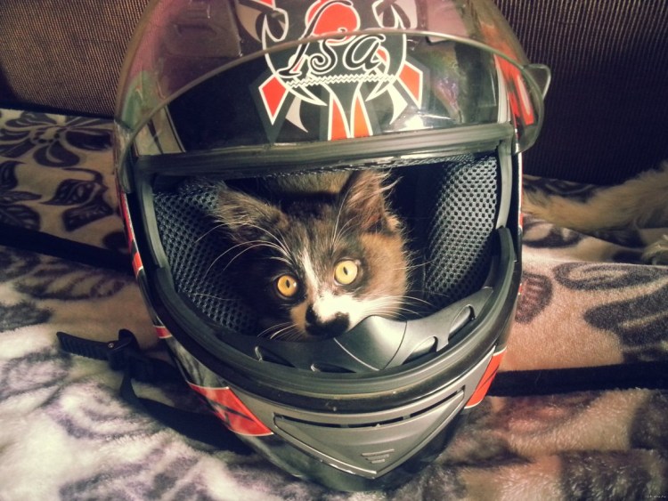 Кот в шлеме