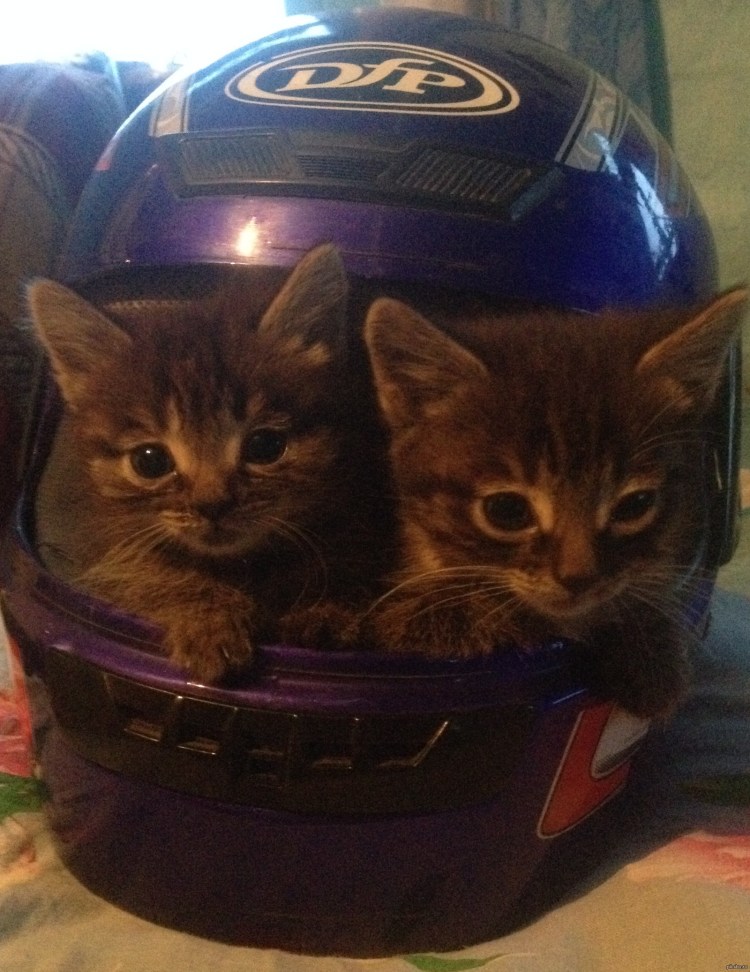 Кот в шлеме