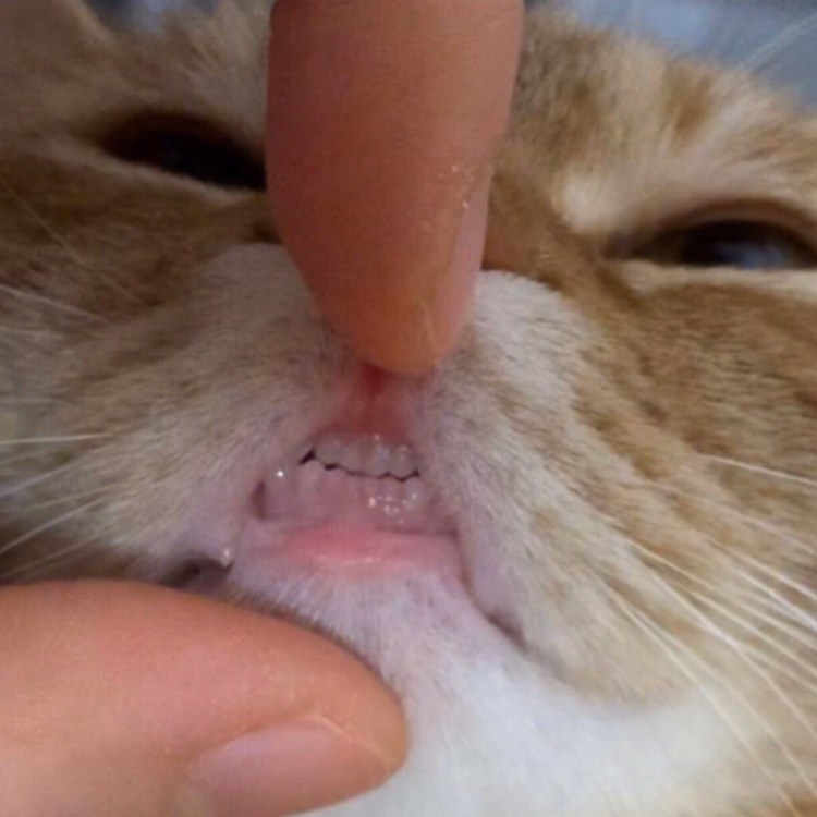 Кошачьи зубки милые смешные