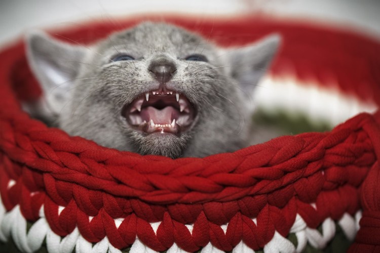 Зубы бешеной кошки