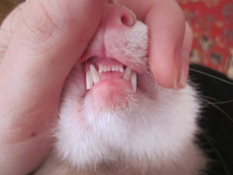 Кошачьи передние зубки
