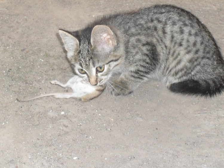 Сибирский Крысолов кот