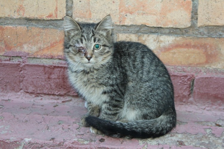 Сибирский Крысолов кот