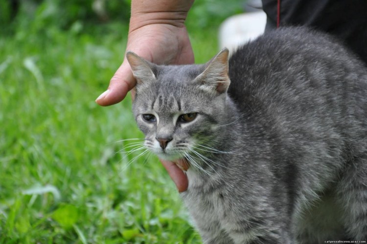 Сибирский Крысолов кошка