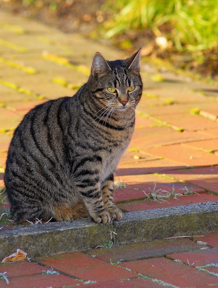 Сибирский Крысолов кот