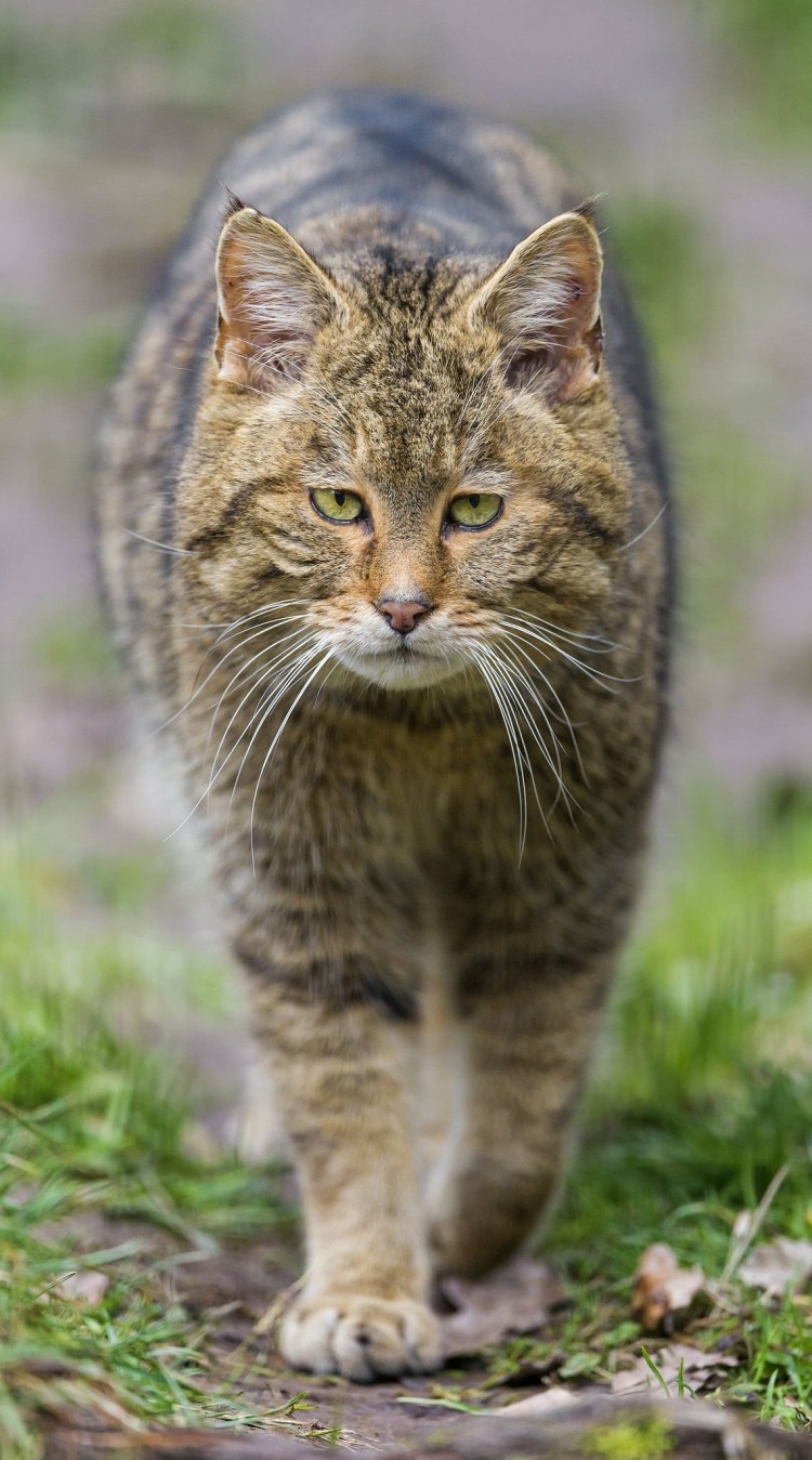 Корабельный Крысолов
