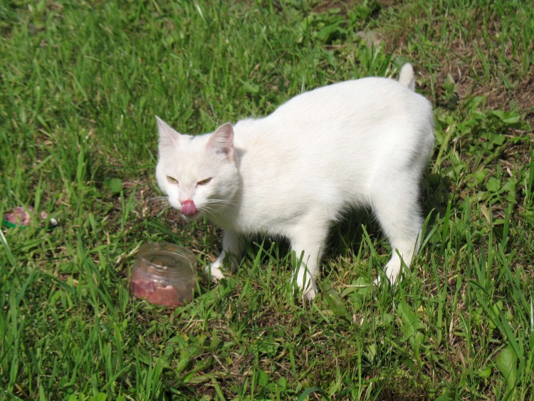 Сибирский Крысолов кот