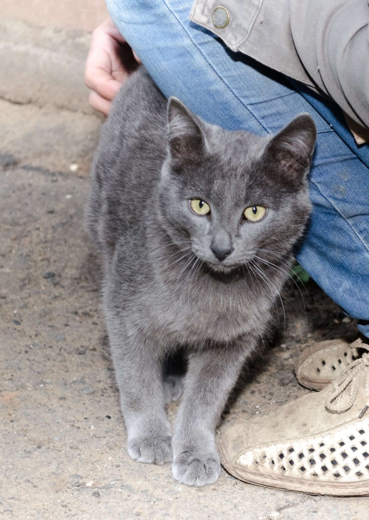Сибирский Крысолов порода