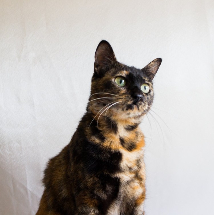 Сибирский Крысолов кошка