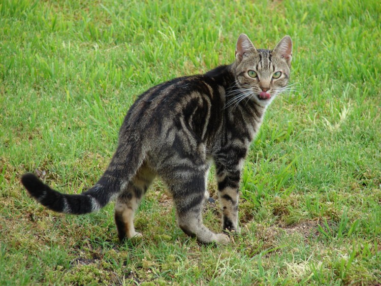 Сибирский Крысолов кот