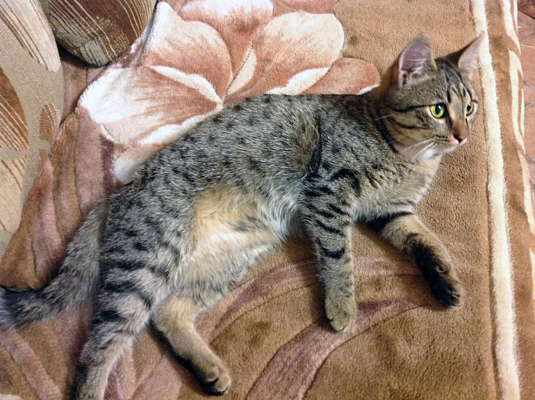 Сибирский Крысолов кот рыжий