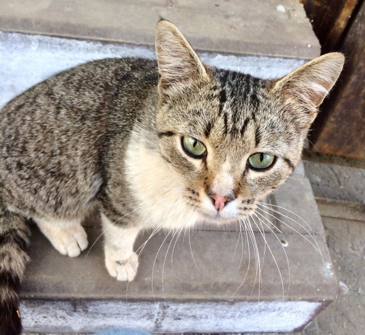 Крысоловка кошка порода трехцветная