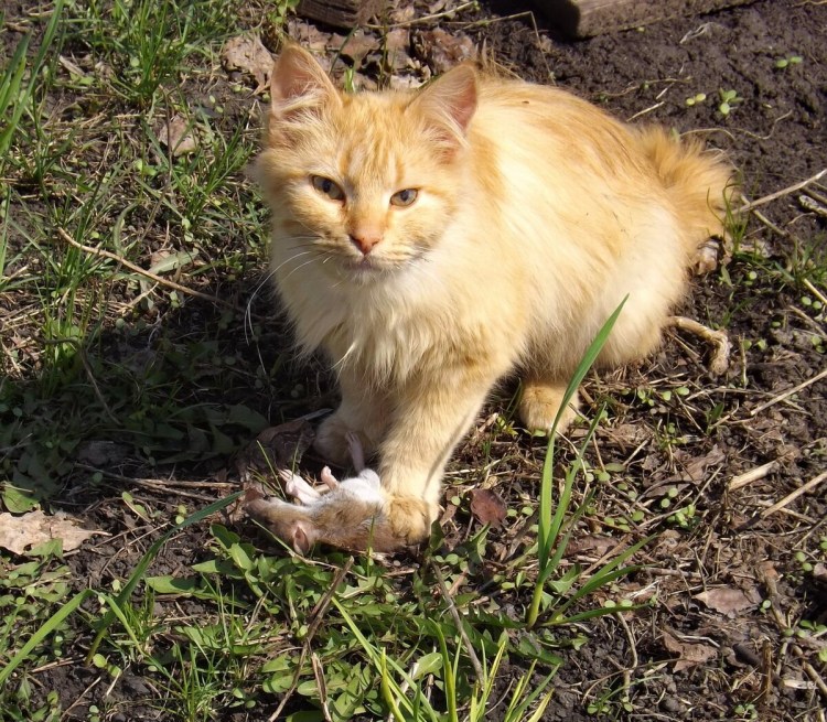 Сибирский Крысолов кошка