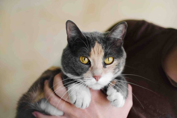 Кот Ярославский Крысолов