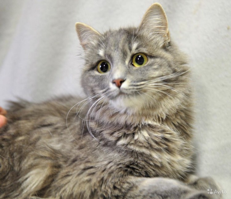 Сибирский Крысолов кошка