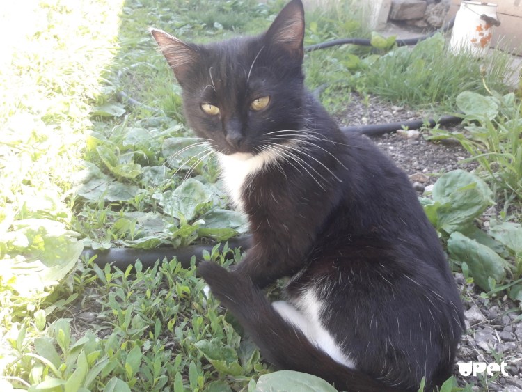 Кот мышелов порода