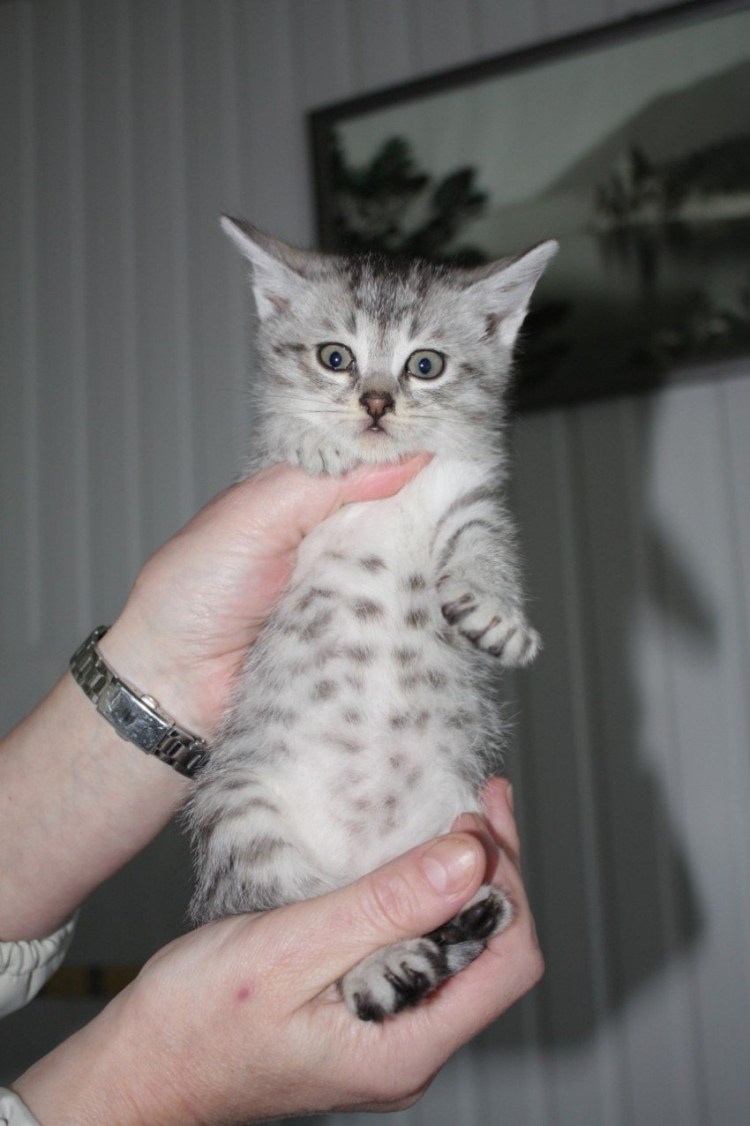 Рыжая европейская крысоловка