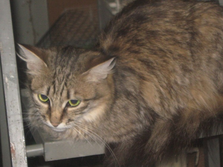 Как выглядит кошка крысоловка