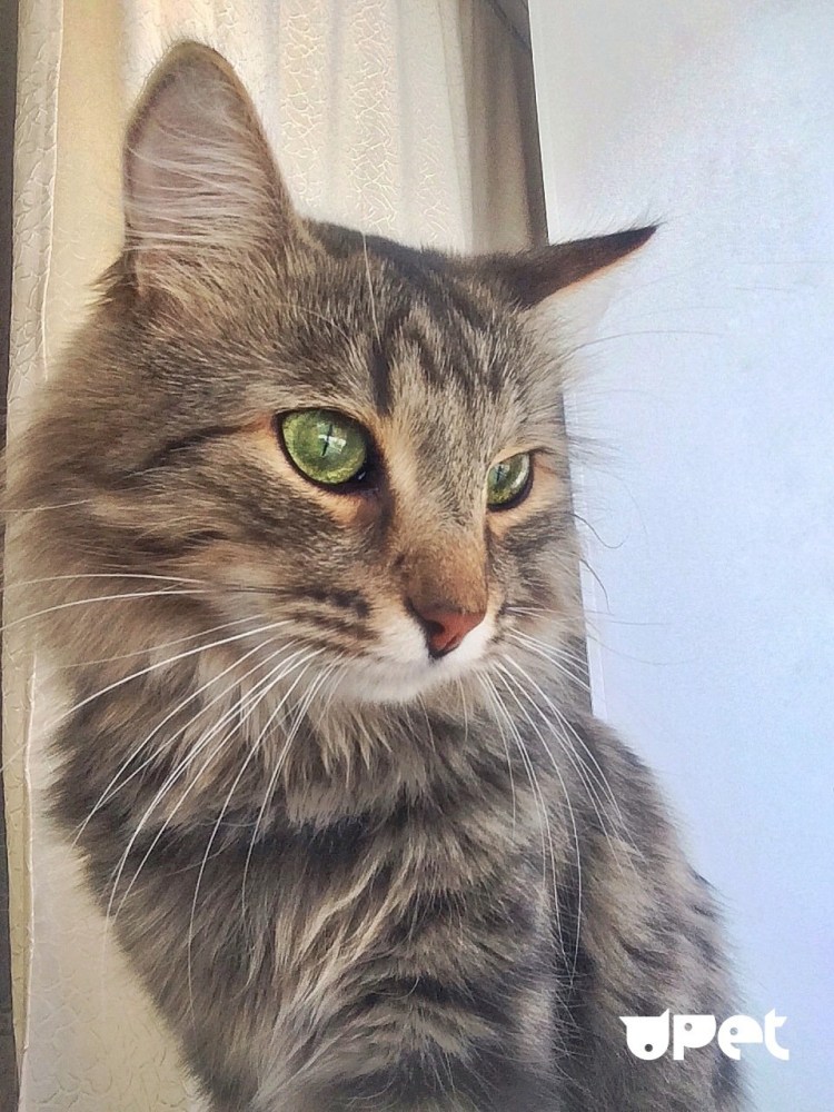 Порода кошек Крысолов длинношёрстных