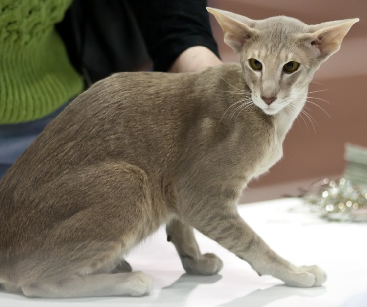 Сибирский Крысолов кот