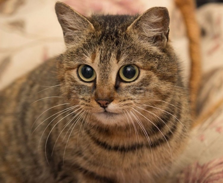 Сибирская крысоловка кошка