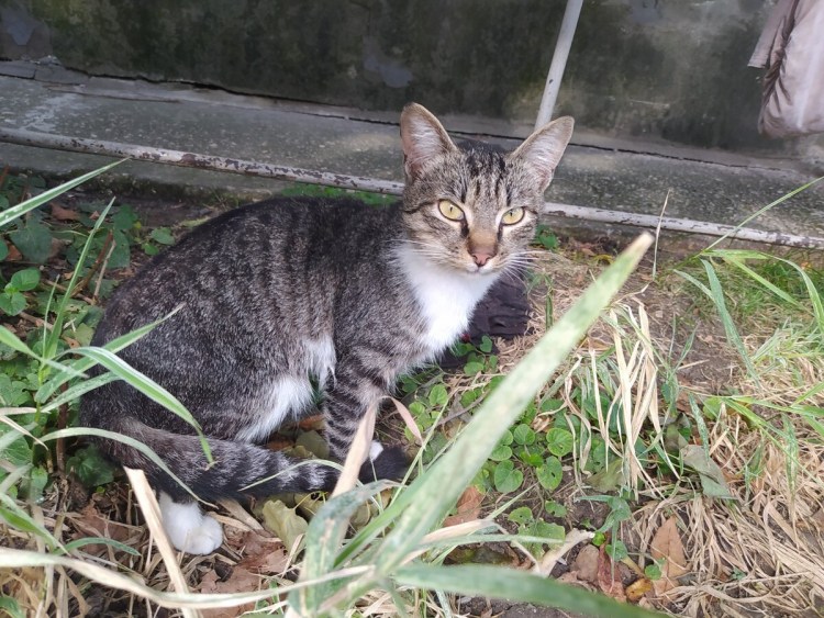 Кот породы Крысолов черно белый